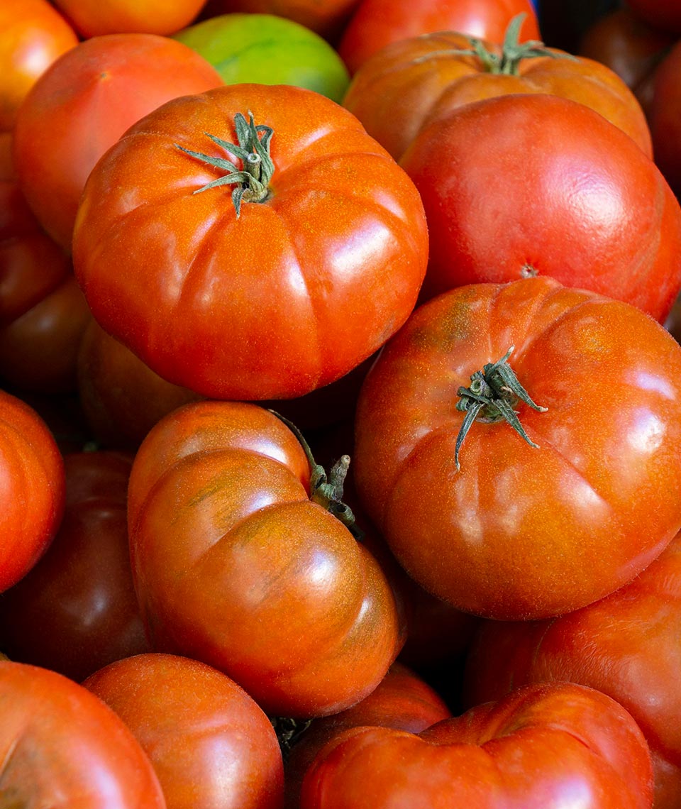 Tomate de Artabia